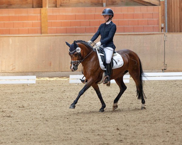 broodmare Aida (Welsh-Pony (Section B), 2004, from Best Boy)