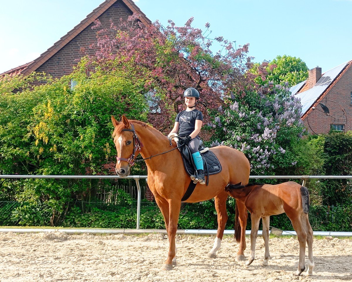 Zuchtstute Semper Bellatrix (Westfale, 2010, von Sir Donnerhall II OLD)