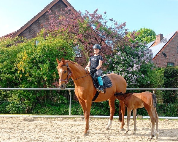 broodmare Semper Bellatrix (Westphalian, 2010, from Sir Donnerhall II OLD)