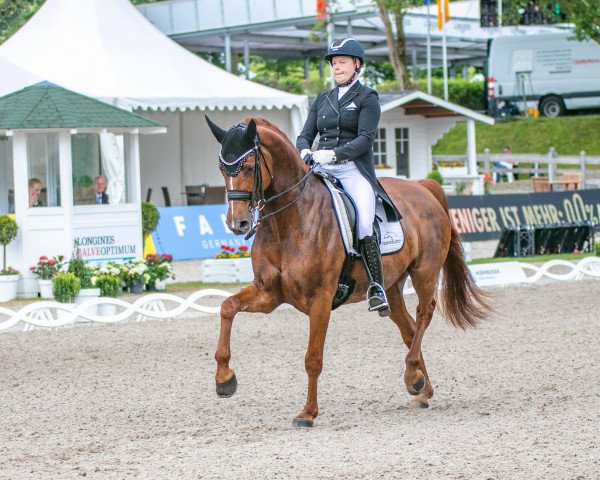 Dressurpferd Finley 97 (Westfale, 2013, von First Selection)