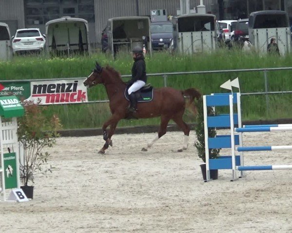 Reitturnier Werdenberg 2025