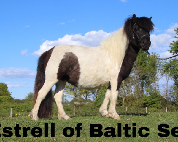 broodmare Estrelle of Baltic Sea (Shetland Pony, 2016, from Blackertor Island Paintbox)