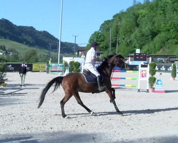 Reitturnier Schüpfheim 2025