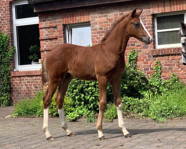 horse Sir Farbenfroh (Oldenburg, 2021, from Sir Donnerhall I)