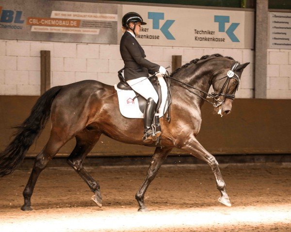Dressurpferd Nero BH (KWPN (Niederländisches Warmblut), 2018, von Indian Rock)