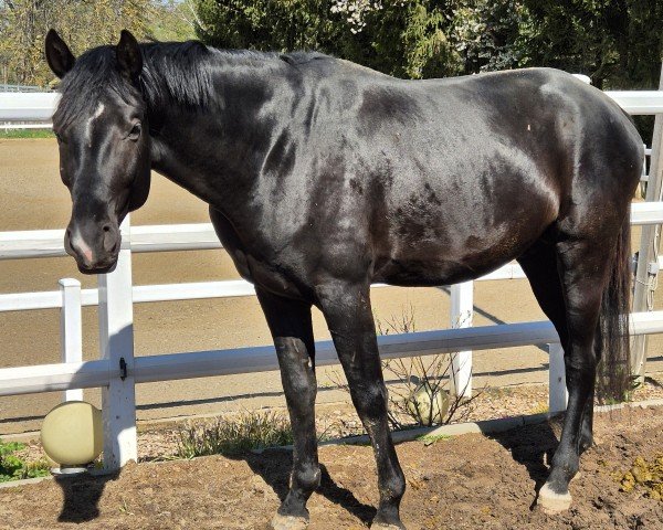 Pferd Fine Line (Deutsches Sportpferd, 2021, von Finest)