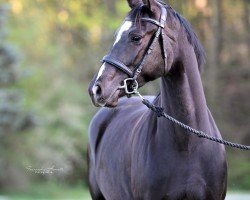 Dressurpferd Fortuna 509 (KWPN (Niederländisches Warmblut), 2019, von Diego)