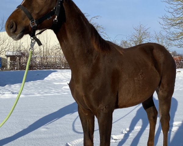 horse Freedom Heart (Westphalian, 2020, from Franziskus FRH)