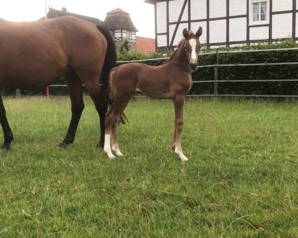 Pferd Fritz von Peckelsheim (Westfale, 2020, von For Treasure VDL)