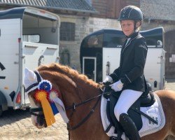 dressage horse Baggelveld's Ian (Welsh, 2002)