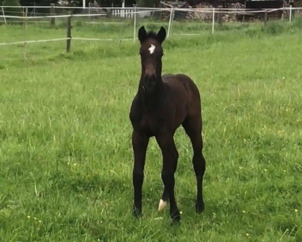 horse Carthego (Westphalian, 2024, from Comthago VDL)