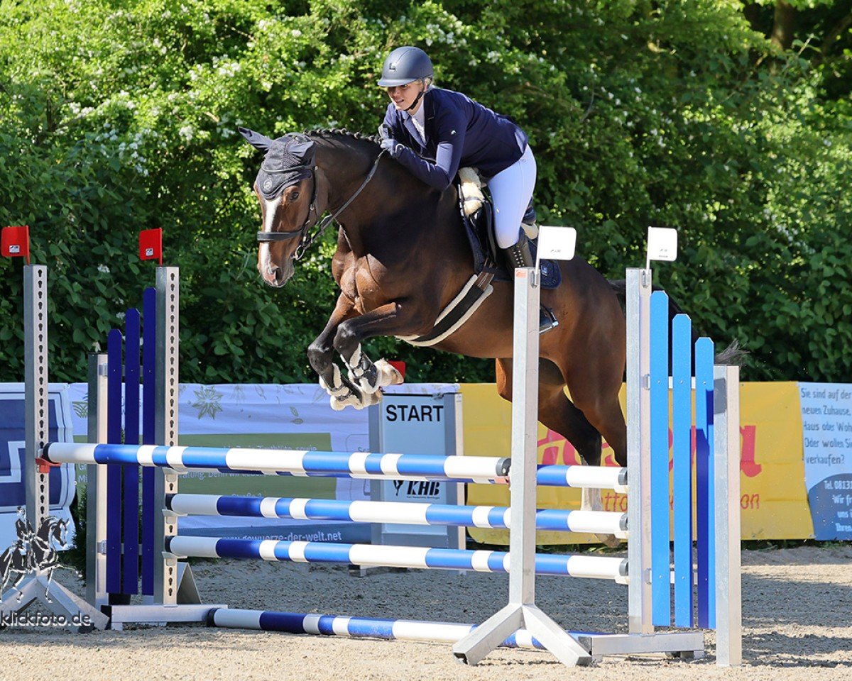 Springpferd Cameé 4 (Deutsches Sportpferd, 2019, von Quint)