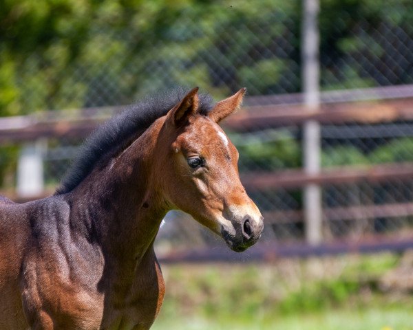 horse Fabina (Westphalian, 2021, from Fünf Sterne Royal)