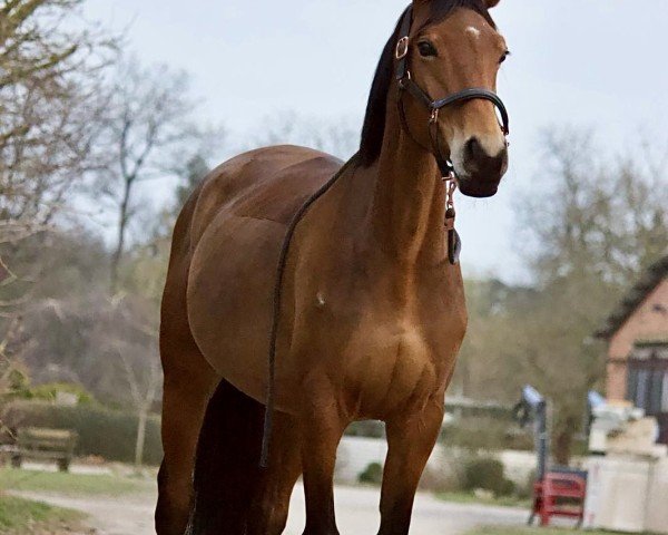 Springpferd Heidekristall (Trakehner, 2020)