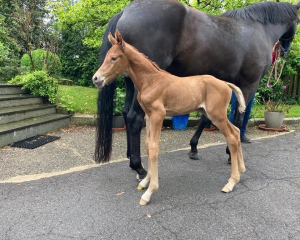 Pferd Dynamic Fox G (Hannoveraner, 2021, von Dynamic Dream)