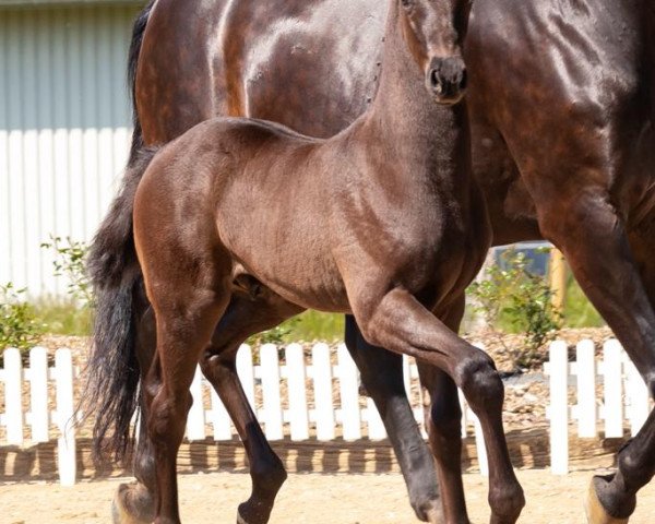 Pferd Fendi B (Oldenburger, 2021, von Finest)