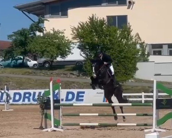 Springpferd Cora Fly Me (Österreichisches Warmblut, 2020, von Stakkato Gold)
