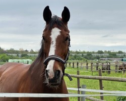 stallion Eminenz (unknown,  )
