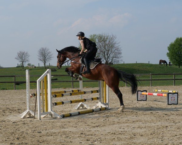 jumper Lightfire K (Hanoverian, 2016, from Light my Fire)