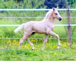 Zuchtstute Grace'S (Deutsches Reitpony, 2020, von Genscher)