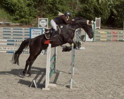 horse Mac 64 (Belgian Warmblood, 2012)
