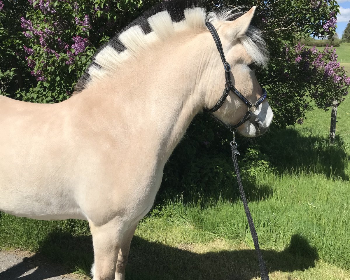 dressage horse Rafik (Fjord Horse, 2015, from Rollo)
