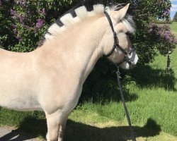 dressage horse Rafik (Fjord Horse, 2015, from Rollo)