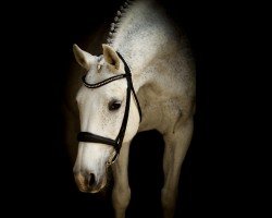 dressage horse Wida 3 (KWPN (Royal Dutch Sporthorse), 2003, from Donnels)