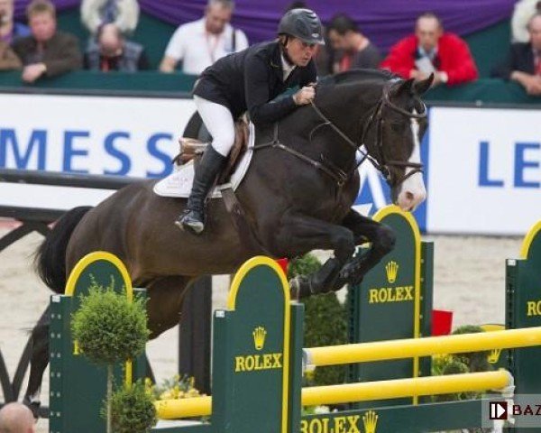 stallion Quintero (Holsteiner, 1998, from Quantum)