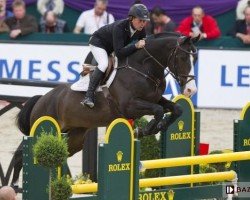 stallion Quintero (Holsteiner, 1998, from Quantum)