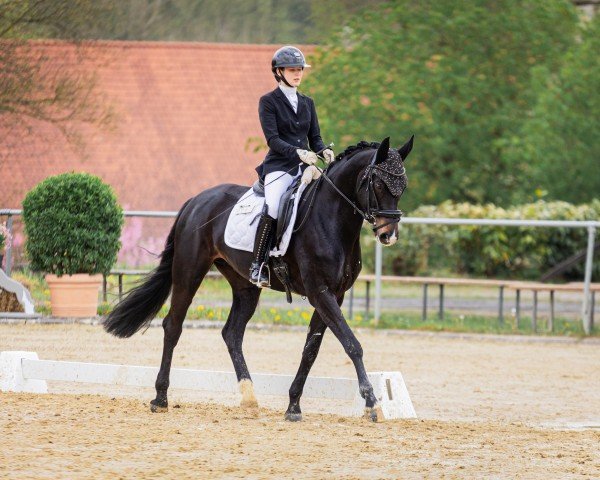 broodmare Famous Lady (Westphalian, 2016, from Franziskus FRH)