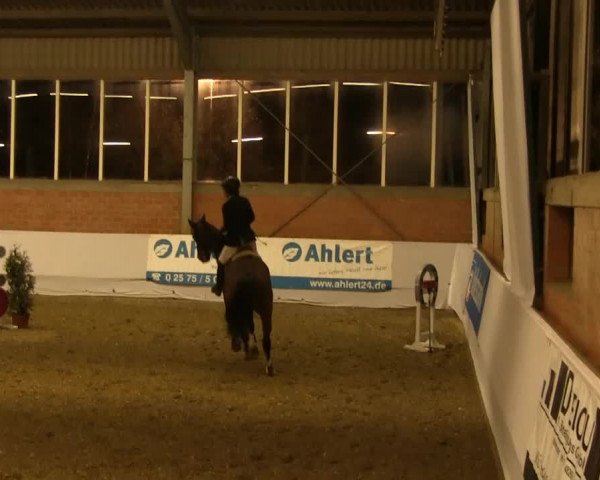 Hallen-Springturnier Greven 2014