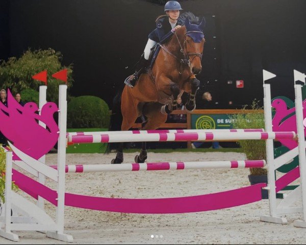 jumper Lord Loki (Westphalian, 2018, from Lord Pezi Junior)