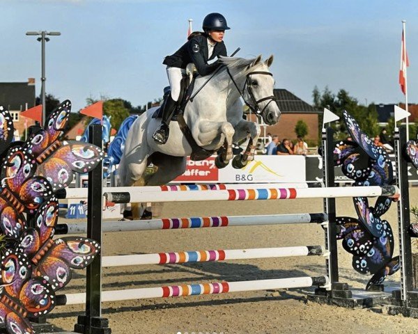 Springpferd C'Est La Vie (KWPN (Niederländisches Warmblut), 2015)