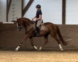 Zuchtstute Dilay S (Oldenburger, 2020, von De Royal)