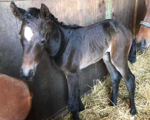 horse Catielina (Oldenburg show jumper,  , from Alaba 2)