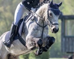 jumper Annagh's Boy (Connemara Pony, 2011)
