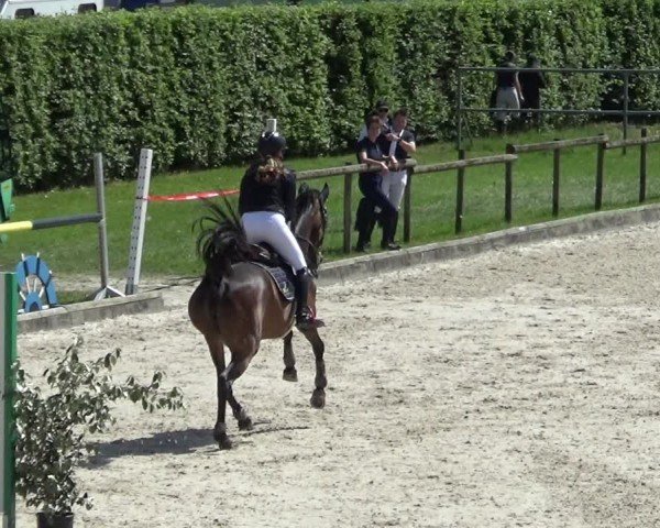 Reitturnier Werdenberg 2025