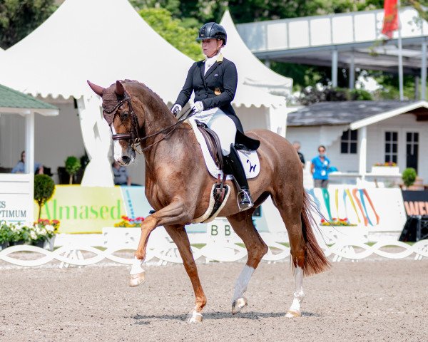 broodmare Bella Rose 2 (Westphalian, 2004, from Belissimo NRW)