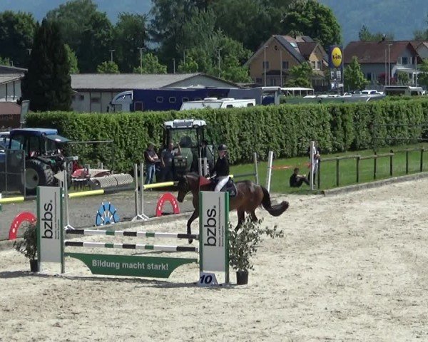 Reitturnier Werdenberg 2025