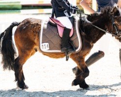 horse Tequila HD (Shetland Pony,  )