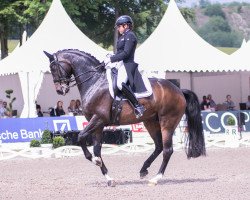 dressage horse Showtime FRH (Hanoverian, 2006, from Sandro Hit)