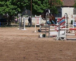 horse Calidas Pleasure (German Sport Horse, 2020, from Caversal)