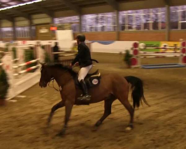 Hallen-Springturnier Greven 2014