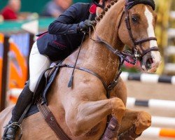 jumper Quintus Hb (Hanoverian, 2011, from FRH Quaid)