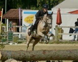 dressage horse Colorado 233 (German Riding Pony, 2010, from Top Champy)