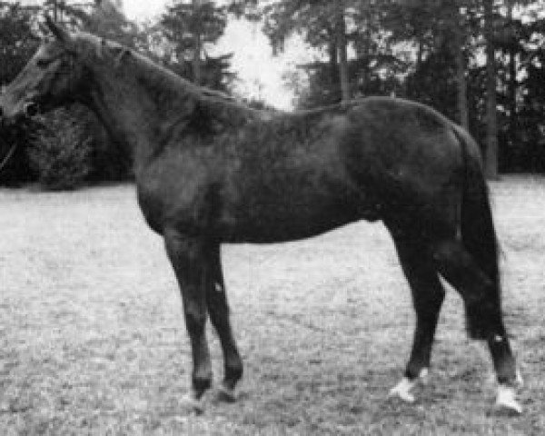horse Brutus AA (Anglo-Arabs, 1967, from Flor II AA)