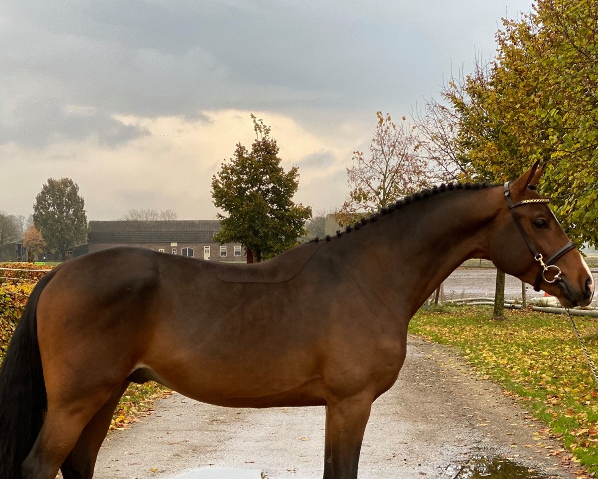 stallion N'Oubliez Jamais (KWPN (Royal Dutch Sporthorse), 2018, from Comme Prevu)