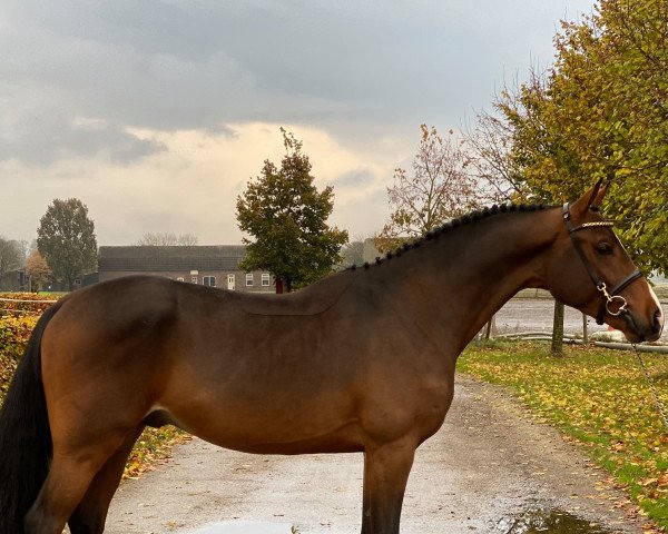 Deckhengst N'Oubliez Jamais (KWPN (Niederländisches Warmblut), 2018, von Comme Prevu)