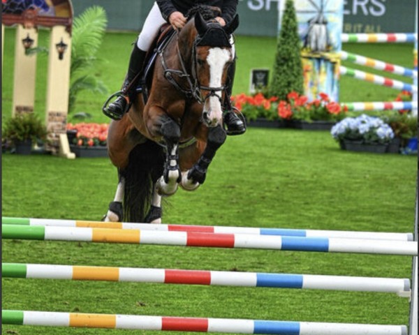 Springpferd Z7 For T (Anglo Europäisches Sportpferd, 2019, von For Pleasure)